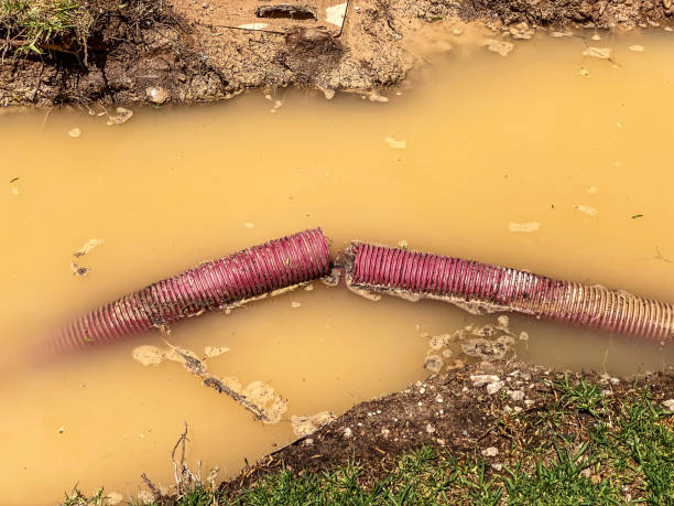 Best Carpet water damage restoration  in Shenandoah Farms, VA